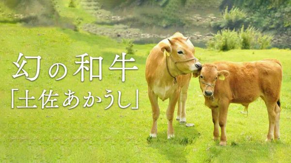 高知県の土佐あかうし 3食セット 和牛カレー 和牛ビーフカレー ステーキカレー 土佐十 TOSATO  贈答品 お中元 お歳暮